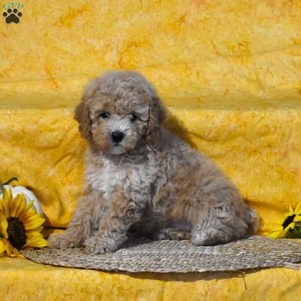 Sophia, Miniature Poodle Puppy